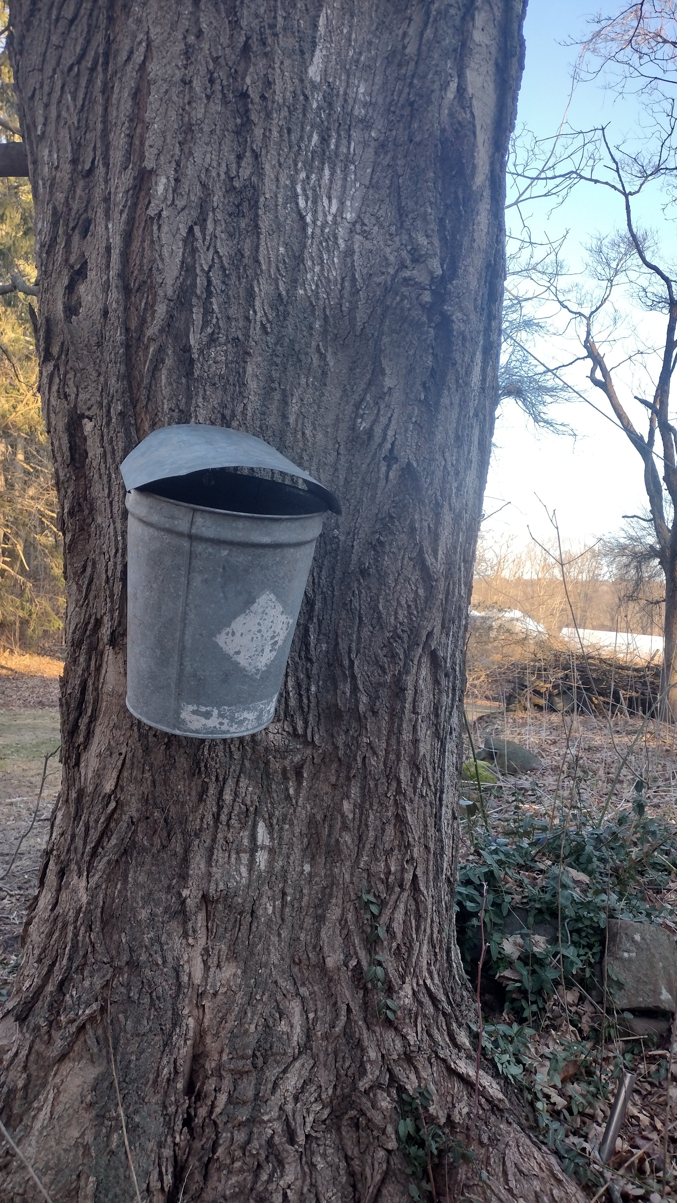 Signs of Spring – Star Light Gardens